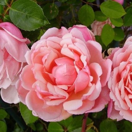Online rózsa rendelés - Rózsaszín - történelmi - rambler, futó - kúszó rózsa - diszkrét illatú rózsa - Rosa Albertine - Brent C. Dickerson - Tartós, mutatós,bőséges virágzás jellemzi. Elviseli a félárnyékos helyeket és a tápanyagban szegény (  sovány ) ta